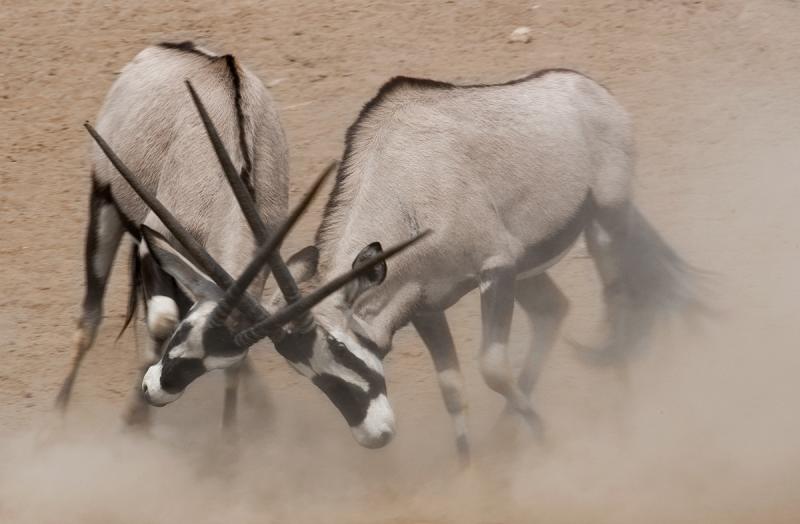 Gemsbok / Oryx