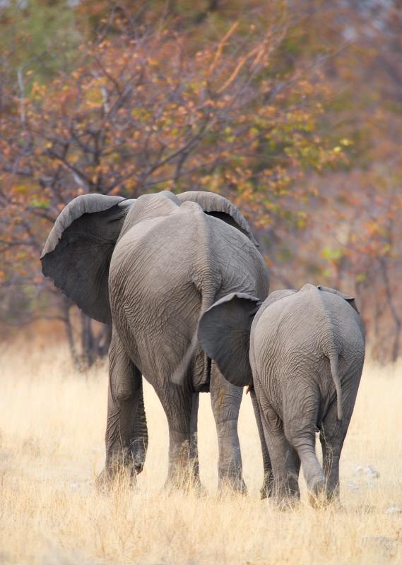 African Elephants (Afrikanischer Elefant)