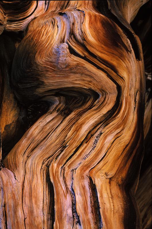 Bristlecone Pine - Detail