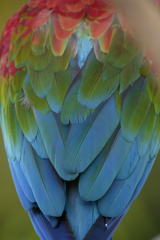 Colors of feathers