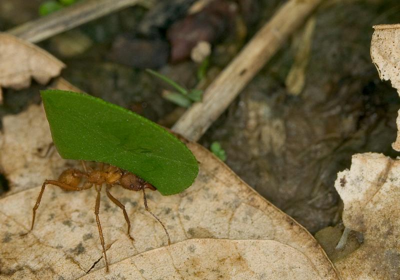 Leaf-Cutter-Ant-8.jpg