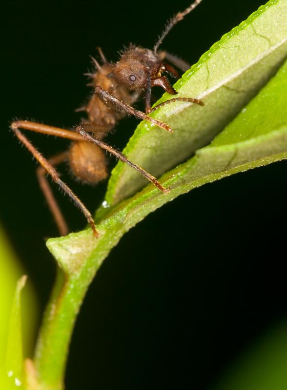 Leaf-Cutter-Ant.jpg