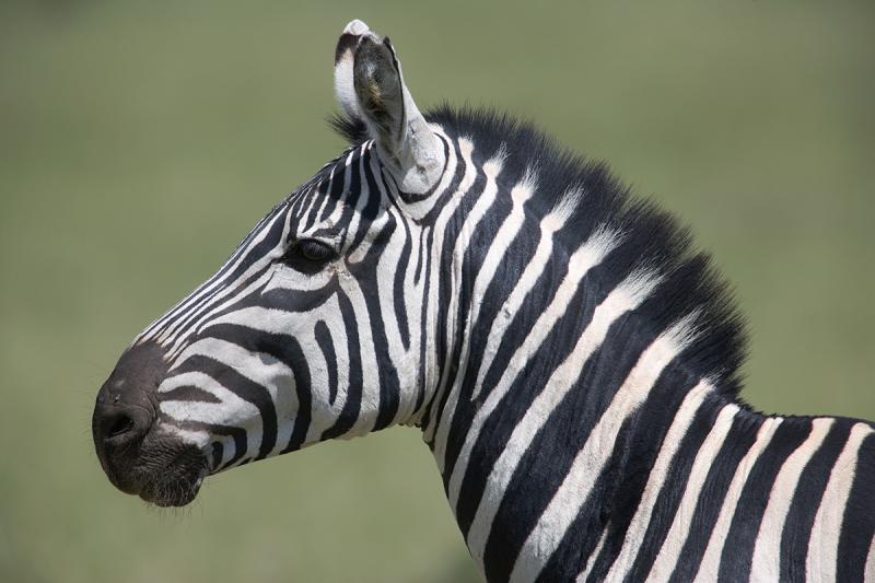 Zebra portrait.