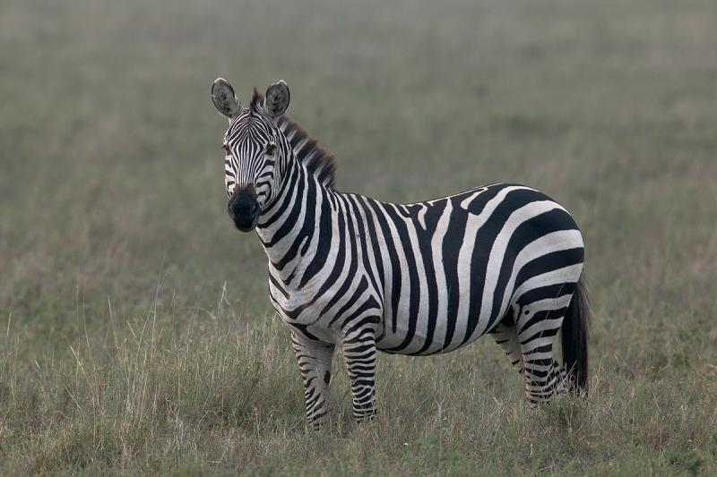 Zebra-Stallion.jpg