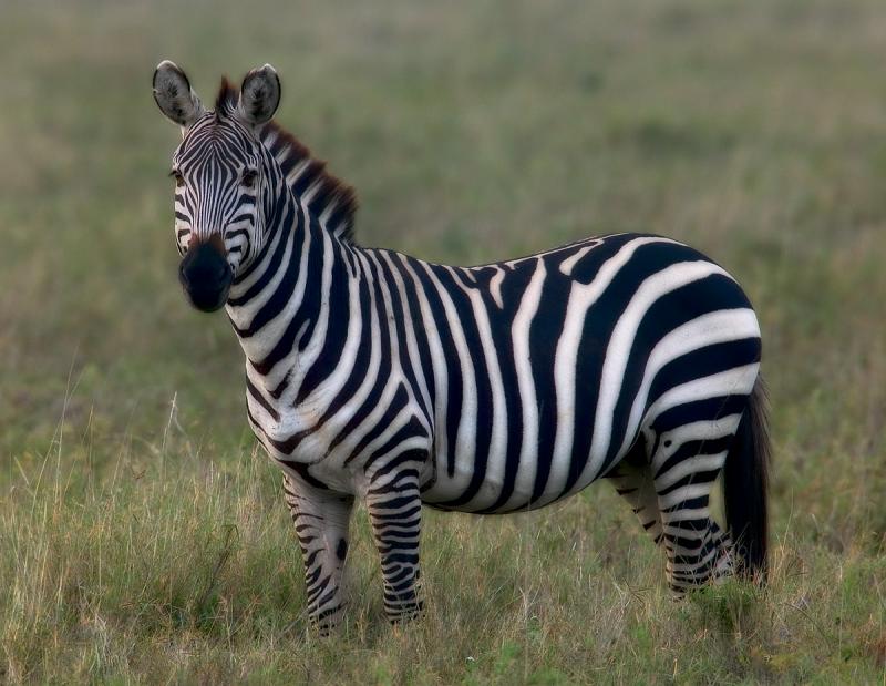 Zebra-Stallion2.jpg
