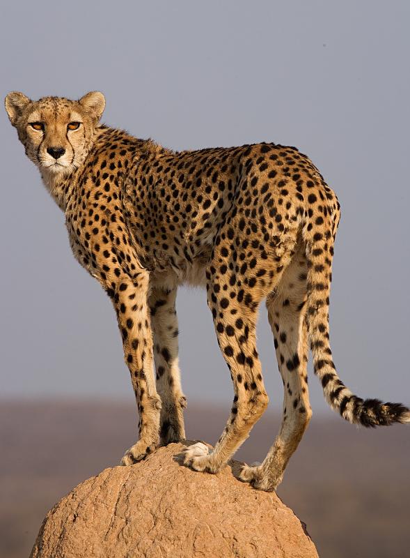 Cheetah on top of termite mount