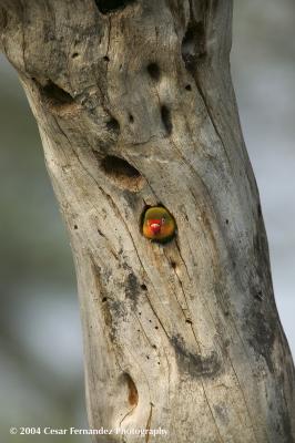 v3/99/566699/3/44670152.LoveBirdinNest.jpg