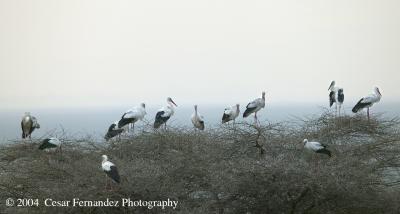 v3/99/566699/3/44671041.WhiteStorksonTreetop.jpg