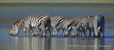 Common Zebras. Lake Megadi, Ngorongoro Crater