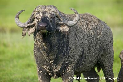 Mature, Male Cape Buffalo - Syncerus caffer v.jpg