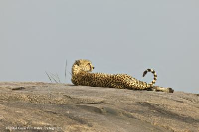 Male cheetah, adult - Acynonyx jubatus v.