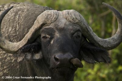 Cape Buffalo  Oxpec1B9AE4.jpg