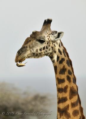 Giraffa Camelopardalis & Oxpecker.jpg