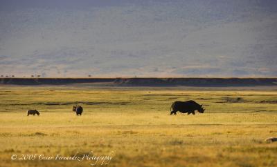 Spotted Hyena harrasing a Black Rhino calf