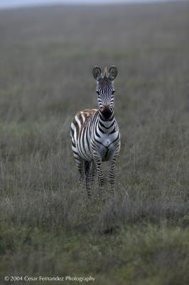 Zebra FrontView-MF copy.jpg