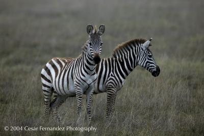 Zebra Two-heads copy.jpg