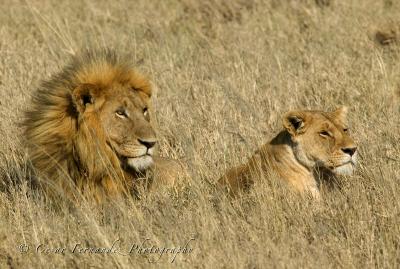 Mating lions.jpg