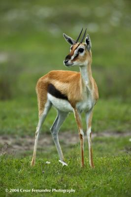 ThompGazelle Female-2.jpg