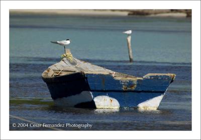 Caspian Tern y Yola copy