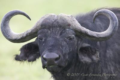 Nice-Hair-do-Mr.-Buffalo.jpg