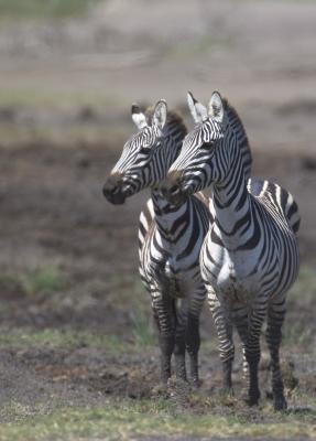 Zebra-Pair.jpg
