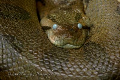 Anaconda-shedding-skin.jpg