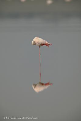 v3/99/566699/3/46593671.LesserFlamingo.jpg