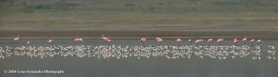 Lesser-Flamingos--Pied-Avo.jpg