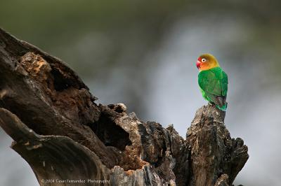 v3/99/566699/3/46593675.LoveBird.jpg