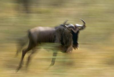 Gnu Panning