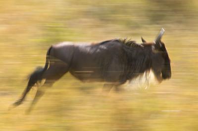 Gnu Panning-002.jpg