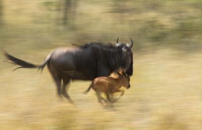 Wildebeest and Calf (Connochaetes taurinus)
