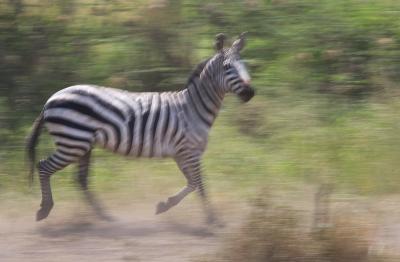 Zebra-Panning.jpg