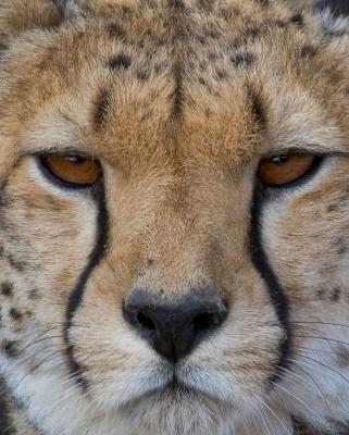 Cheetas Portrait.jpg