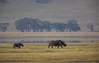 Black Rhino with Calf - (Rinoceronte Negro y su cra)