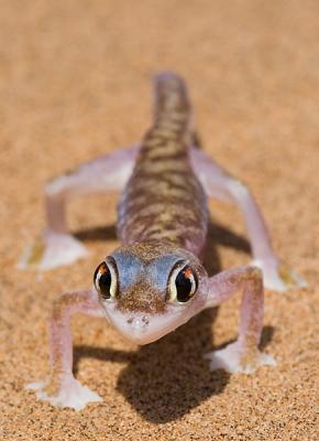 Palmato Gecko  (Eye-wiper)