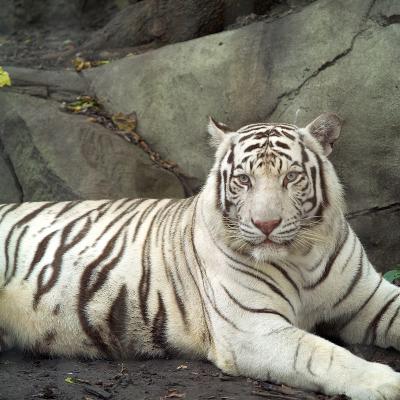 Tiger-Albino.jpg