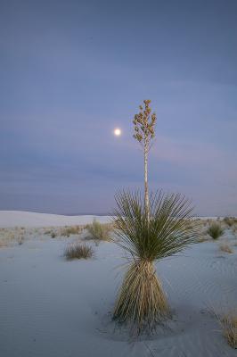 v3/99/566699/3/50628454.WhiteSands17.jpg