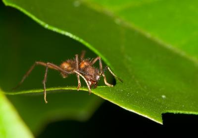 Leaf-Cutter-ant-6.jpg
