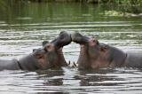 Young Hippos