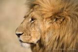 Adult male Lion. Panthera Leo
