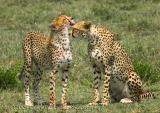 Cheeta cub grooming his mother after a meal. Acynonyx Jubatus.jpg