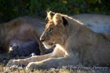 Lions Cub - Panthera leo v.jpg