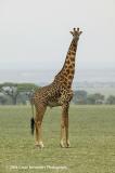 Jiraf  - Girafa Camelopardalis.jpg