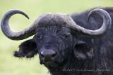 Water Buffalo copy.jpg