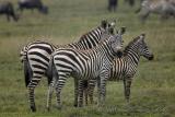 Zebra Family2-MF copy.jpg