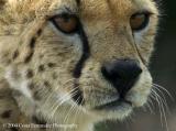 Cheeta Closeup copy.jpg