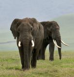 Elephant Bulls, Ngorongoro Crater