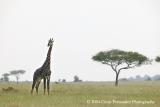 Giraffa Camelopardalis.jpg