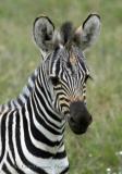 Young Zebra.jpg